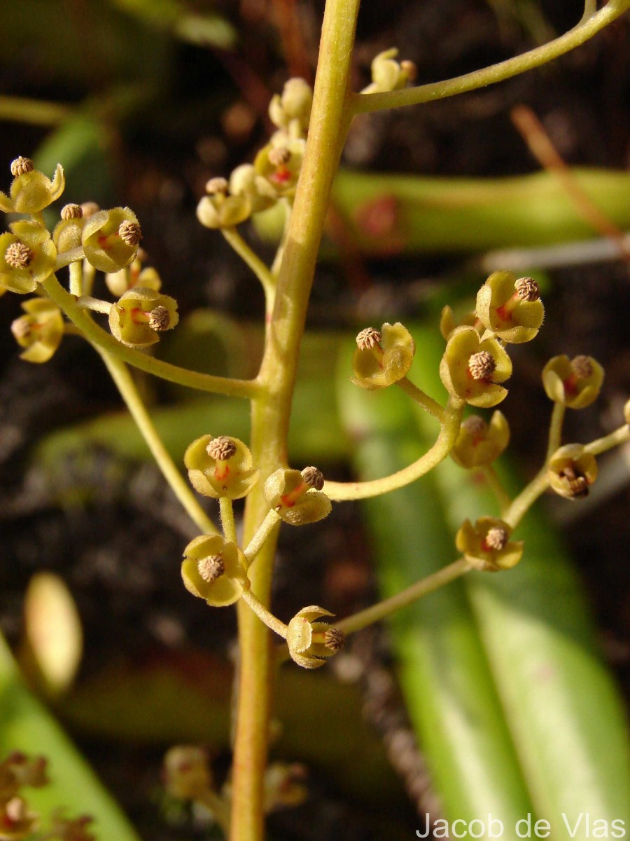 Nepenthes distillatoria L.